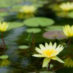 2026年5月2日（土）14時～16時　世界平和祈念法要